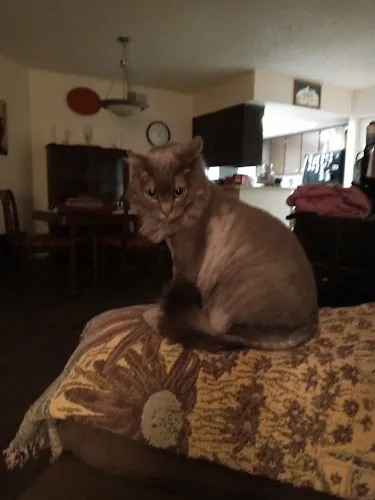 Trim Time Pet Grooming - Cat grooming in Mesa