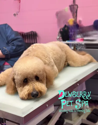 Dewberry Pet Spa, Boarding, Doggy Daycare, & Dog Training - Cat grooming in Harriman