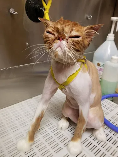 Pawlished Paws Boutique & Spa LLC. - Cat grooming in Riverside