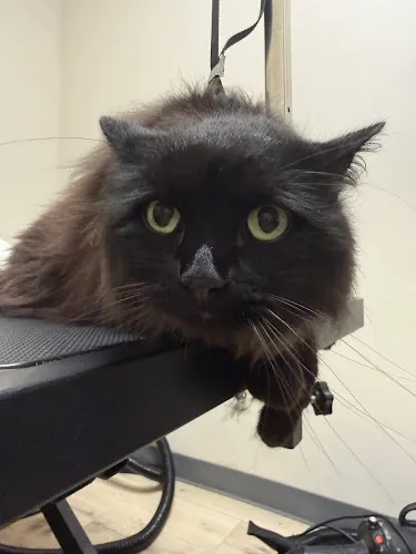 Beehive Dogs Grooming - Cat grooming in Murray