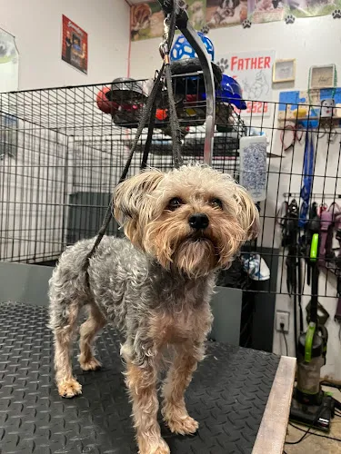D ‘ Top Dog Professional Pet Services - Cat grooming in Balch Springs