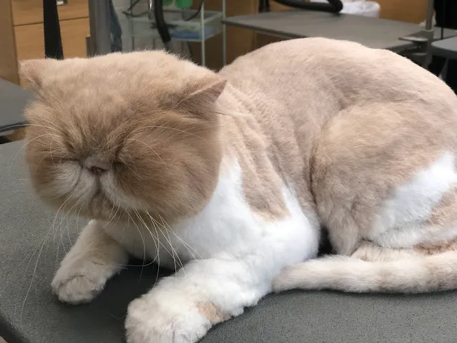 Shear Magic Pet Salon, LLC - Cat grooming in Hilo