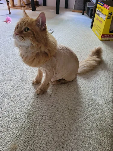 Pawz of Purrfection - Cat grooming in Kent