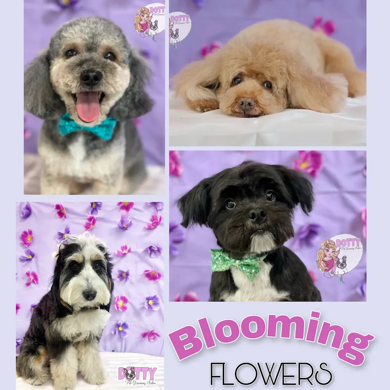 Dotty Pet Grooming Salon - Cat grooming in San Antonio