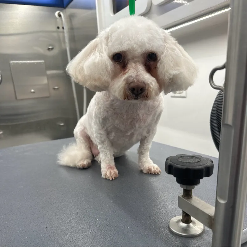Furry Land San Antonio Mobile Pet Groomer - Mobile cat grooming in Houston, TX