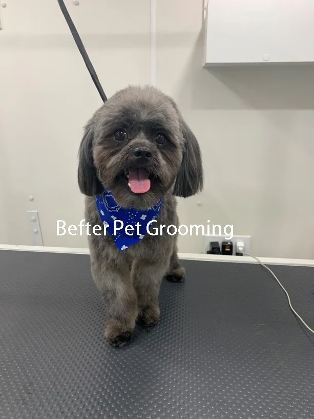 Befter Pet Grooming Mobile Service - Cat grooming in Fort Lauderdale