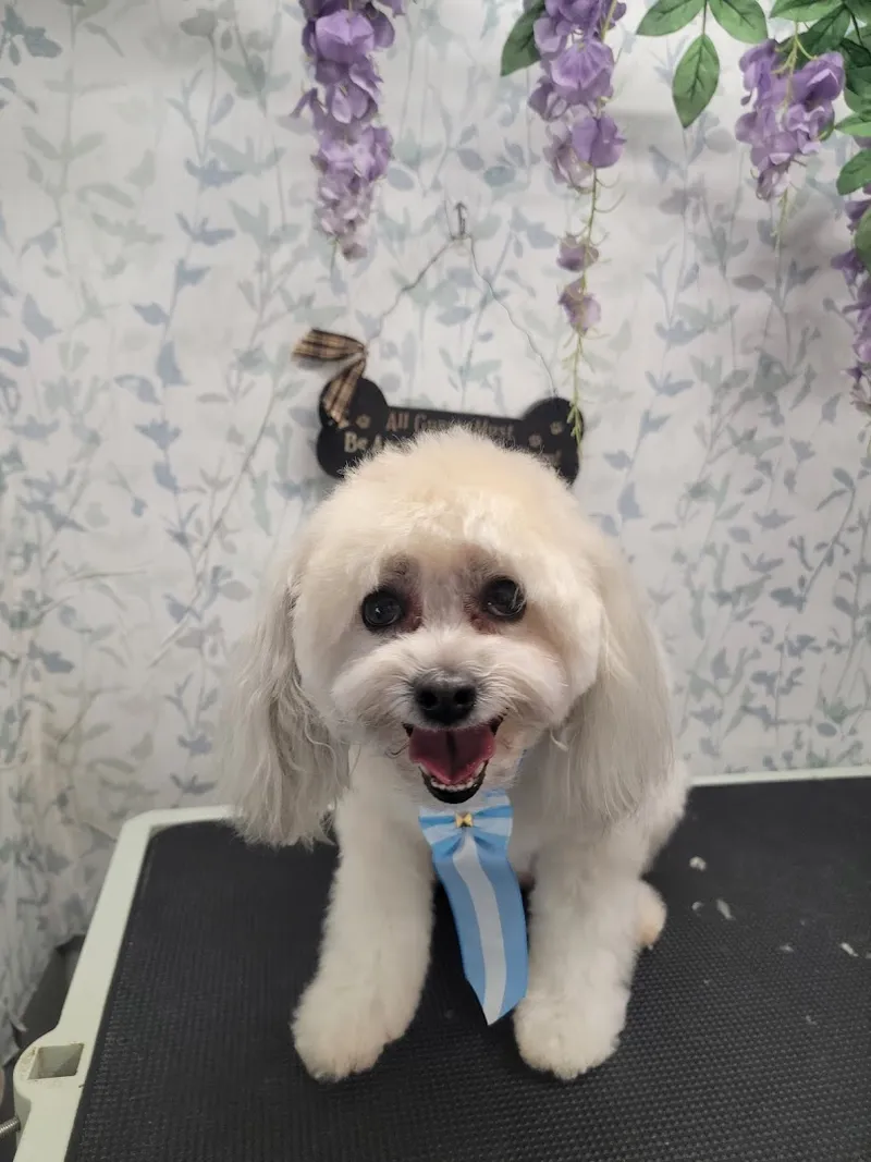 AA1 Mobile Dog and Cat Grooming LLC. - Cat grooming in Las Vegas