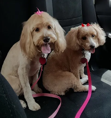 Pretty Pooch Salon - Cat grooming in Versailles