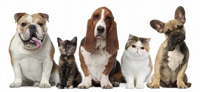 TLC Pet Grooming & Day Spaw - Cat grooming in Wading River