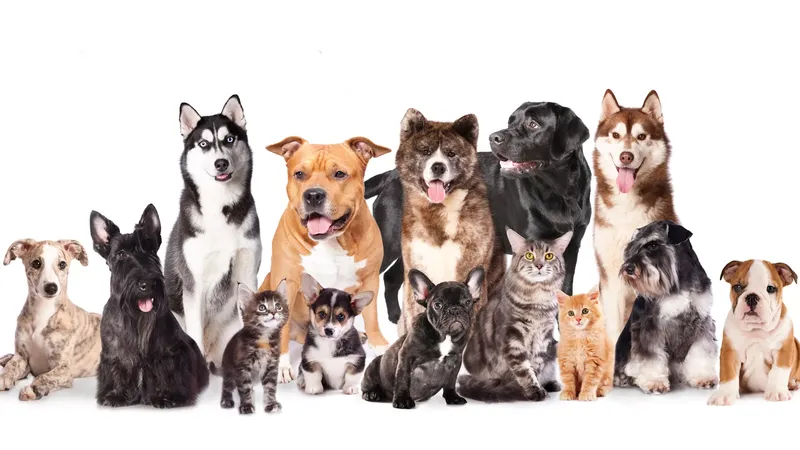 Doug King’s Pup Star Pet Salon - Cat grooming in North Las Vegas