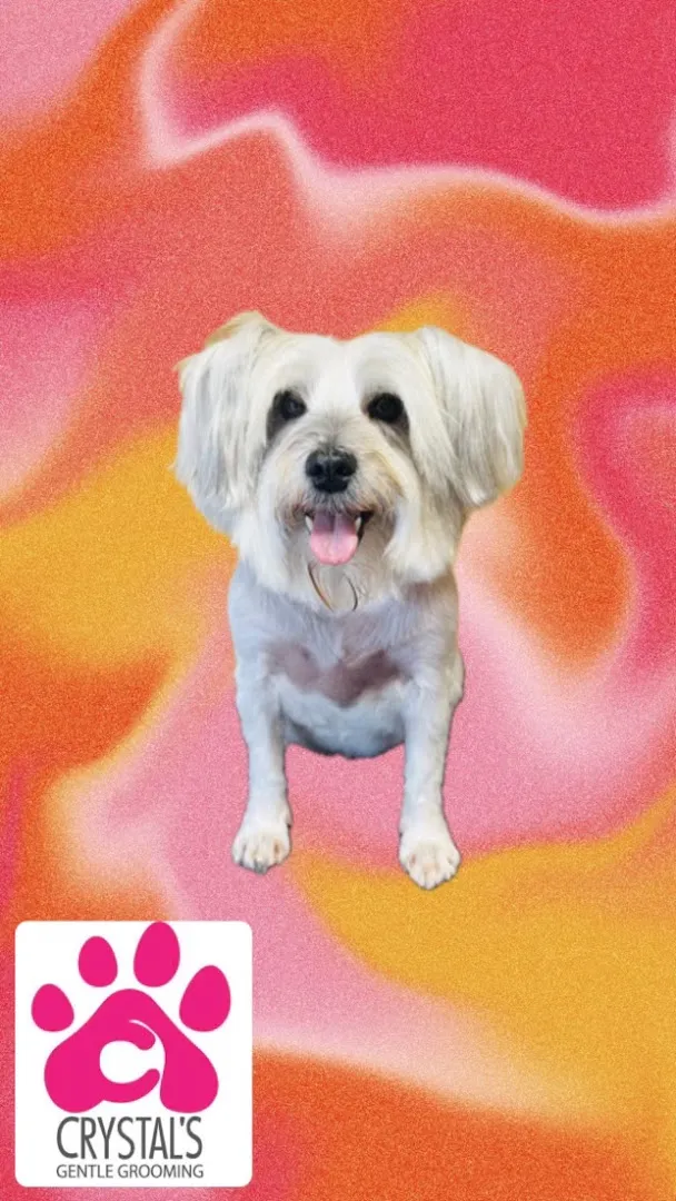 Crystal’s Gentle Grooming - Cat grooming in San Antonio