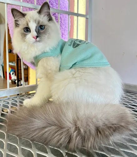 Royal Paws Pet Spa & Boutique - Cat grooming in Plantation