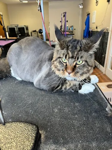 Furry Cheeks Pet Grooming - Professional cat grooming in Hatfield, MA