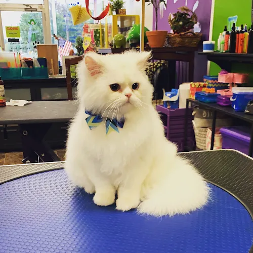 Golden Paw Spa - Cat grooming in Woodbridge