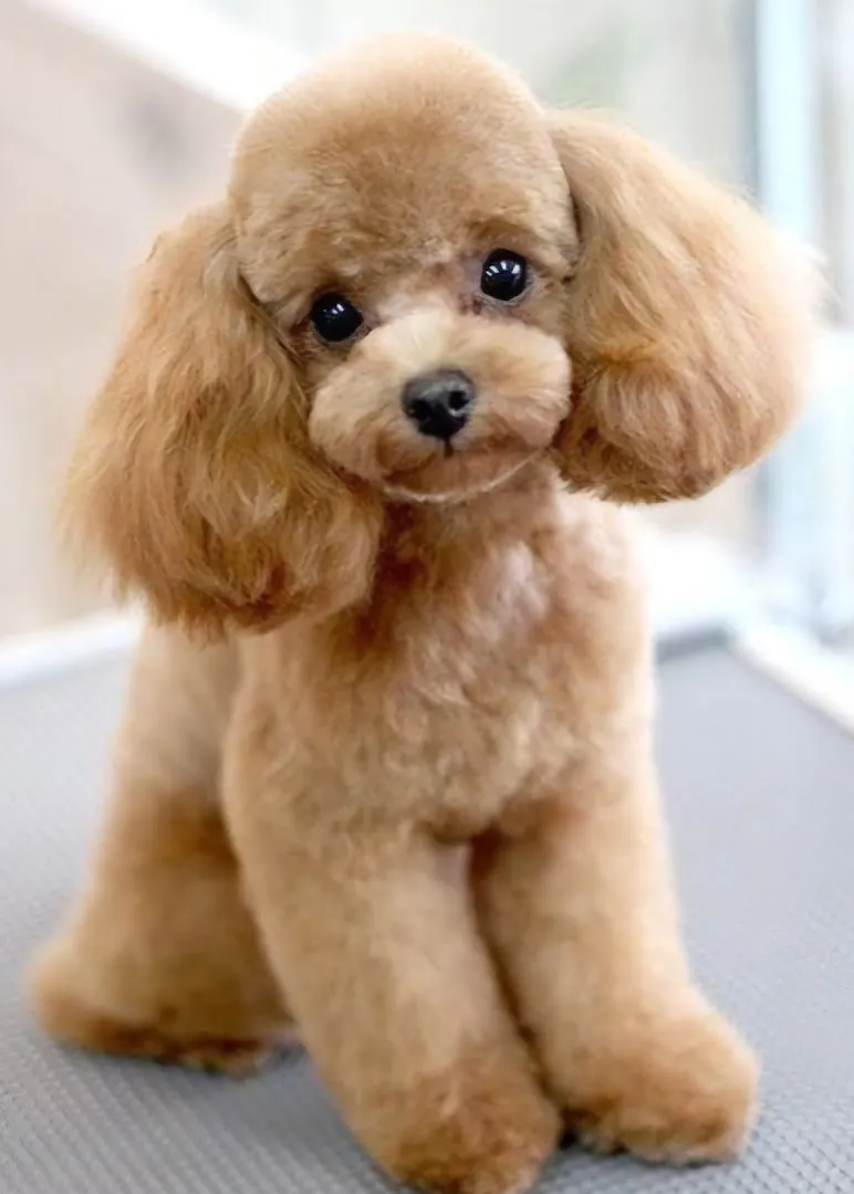 The Grateful Dogs Mobile Pet Spa - Cat grooming in Las Vegas