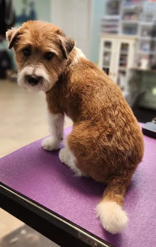 D & S Canine Designs, LLC - Cat grooming in Lexington