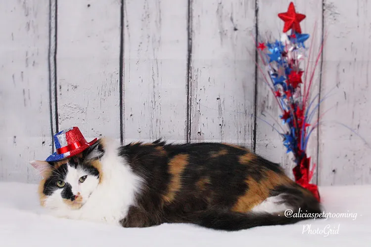 Alicia's Pet Grooming - Cat grooming in Morgan Hill
