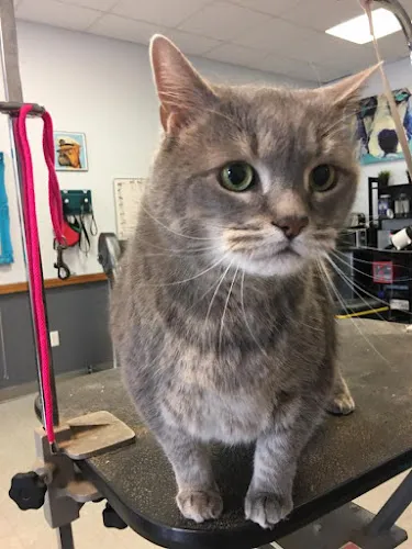 Precious Pets Inc - Cat grooming in Winthrop