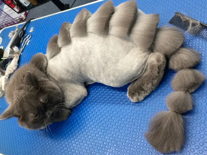 Doggy Dog World Inc - Professional cat grooming in Brooklyn, NY