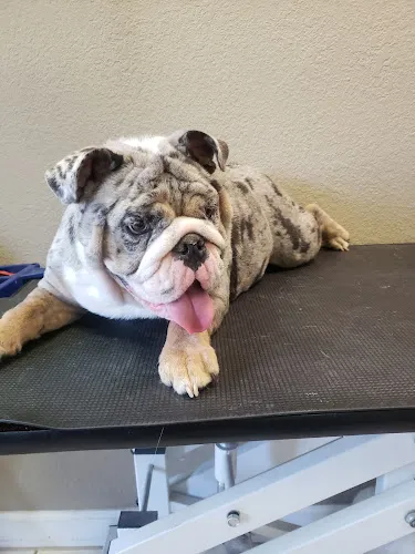 Dapper Dogs - Cat grooming in Santa Rosa Beach