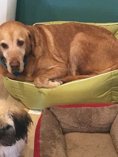The Sandy Paw Pet Spa - Cat grooming in Palm Harbor