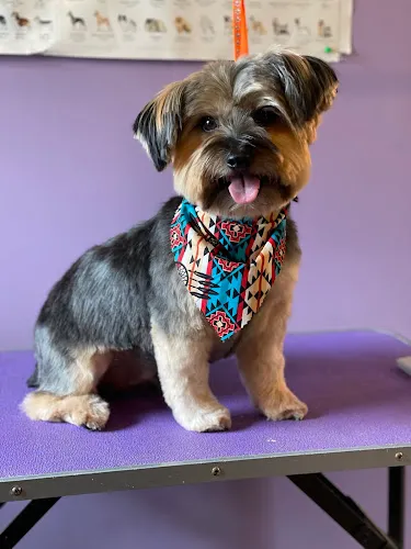 Westside Grooming & Boarding, LLC - Professional cat grooming in Port Allen, LA