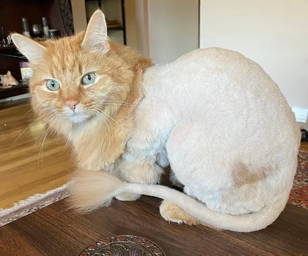 Greenfield Grooming Salon - Pittsburgh, PA - Cat grooming in Pittsburgh
