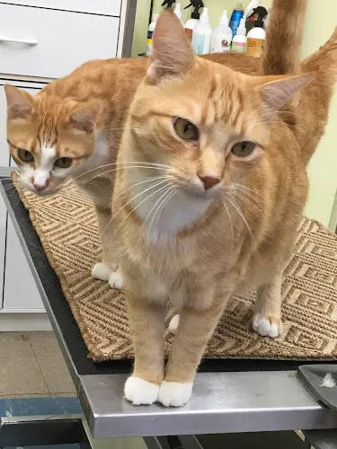 Irene's Grooming Shoppe - Cat grooming in Burbank