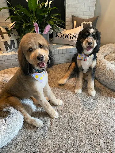 Poodles & Pals Pet Spaw - Cat grooming in Waynesville