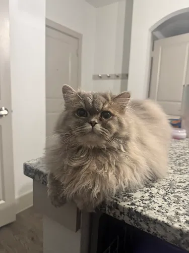 Wags to Whiskers Pet Spa - Cat grooming in Rockwall