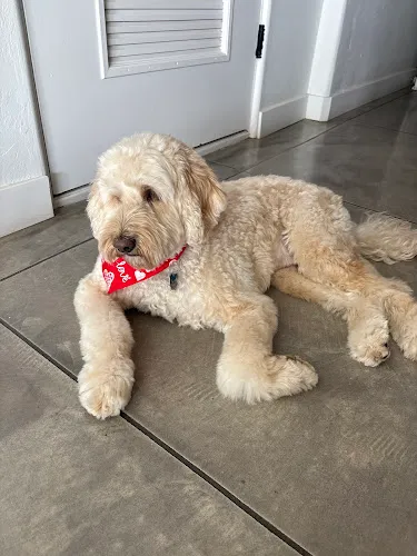 Woof Gang Bakery & Grooming Catalina Foothills - Cat grooming in Tucson