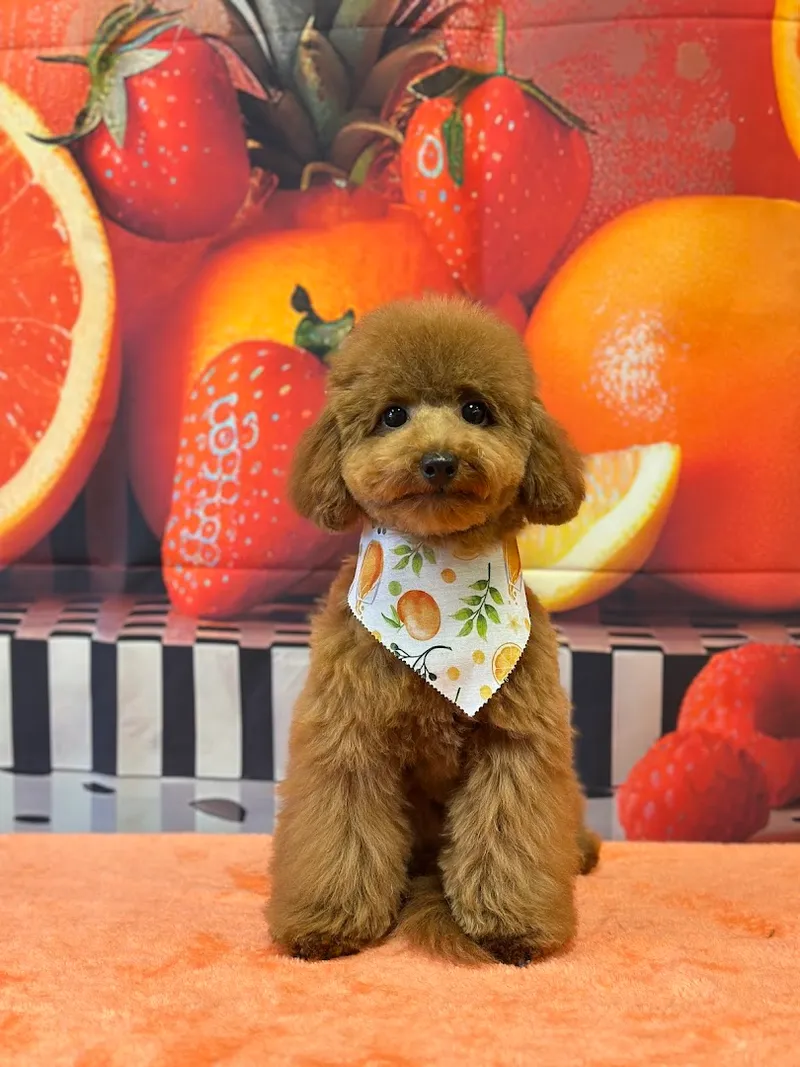 Z Dog Grooming - Cat grooming in Las Vegas