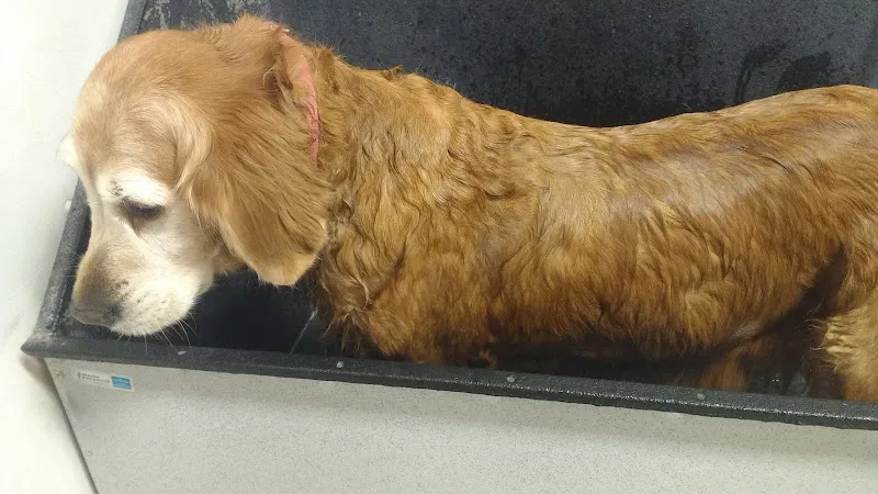 Healthy Paws - Cat grooming in Norfolk