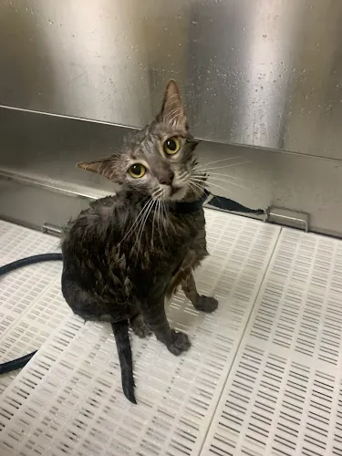 High-Happy Pet Resort - Cat grooming in Edinburg