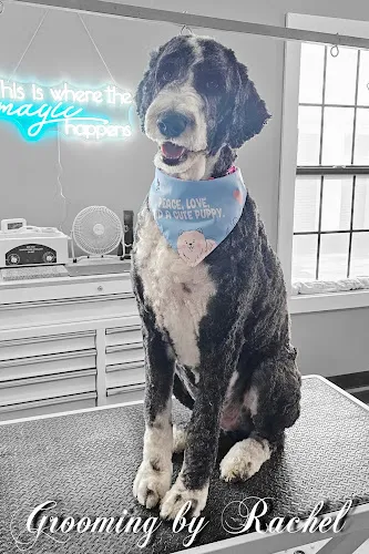 Bed, Bark, & Beyond Grooming - Cat grooming in Portland