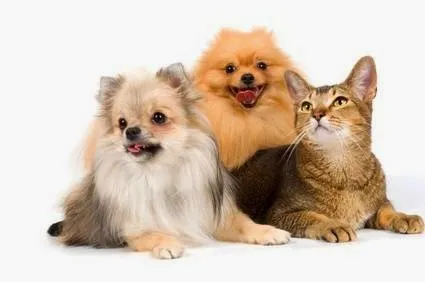 Princeton Grooming - Cat grooming in West Windsor Township