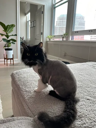 Barks n Meows - Professional cat grooming in Hamburg, NY