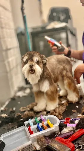 SB Paws And Claws - Cat grooming in Santa Barbara