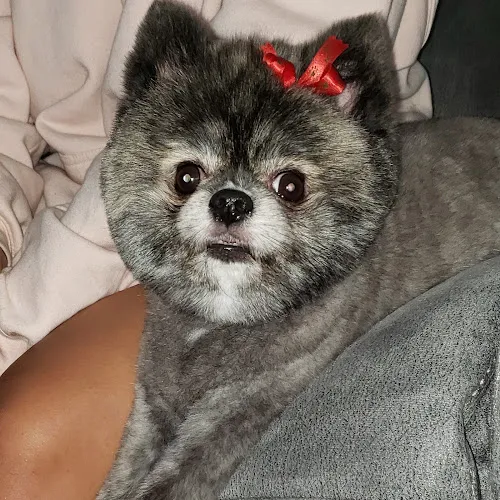 Bath & Furry Works - Cat grooming in West Covina
