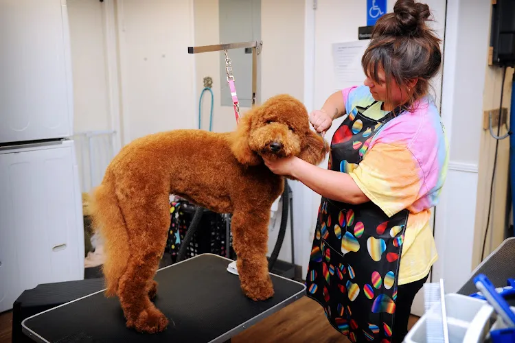 Pet Center - Cat grooming in Crystal River