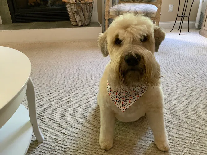 Best In Show Dog Grooming LLC - Cat grooming in Orchard Park