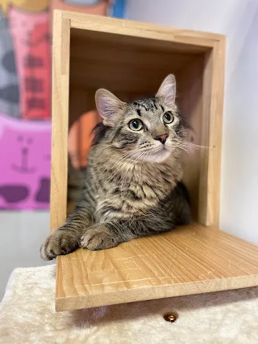 Fantasy Pet Grooming Boarding & Daycare - Cat grooming in Missouri City