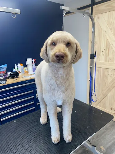 Moonstone Pet Spa - Professional cat grooming in Alpena, MI