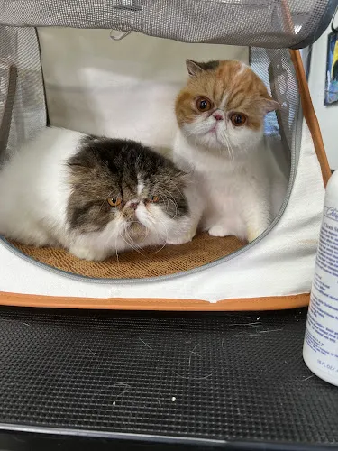 Shampooches Pet Spa LLC - Cat grooming in Kenilworth