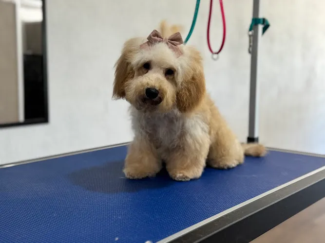 Shine and Design Grooming LLC - Cat grooming in Shawnee
