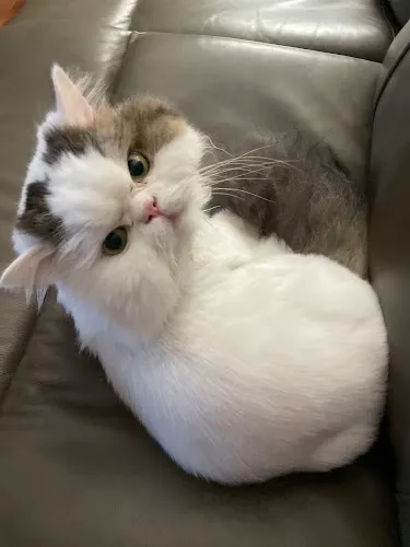 Pets of Perfection - Cat grooming in Midlothian