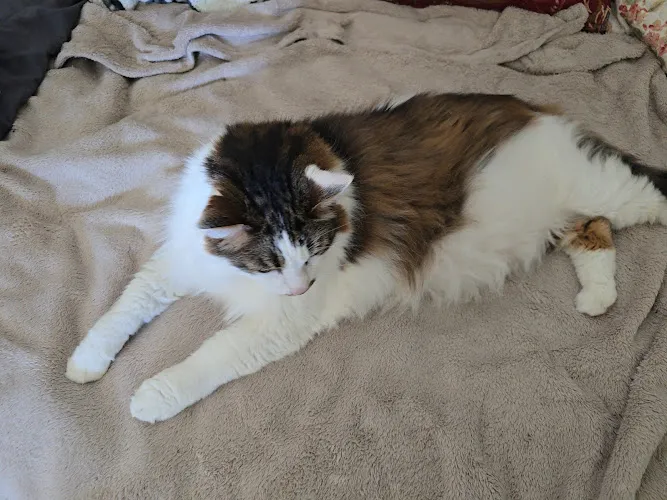 aunties pet grooming - Cat grooming in Santa Cruz