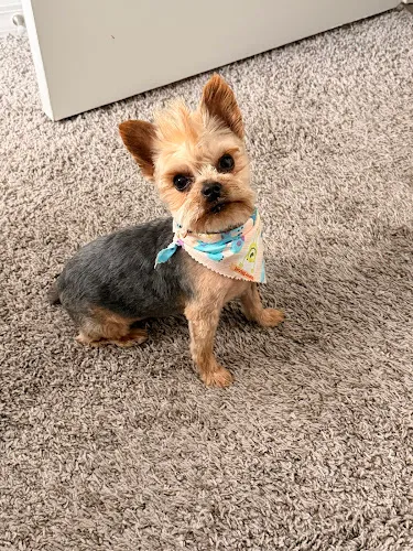 Woof Gang Bakery & Grooming Avalon Park - Cat grooming in Wesley Chapel