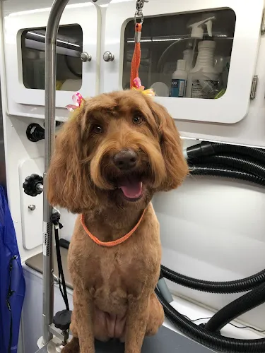 Clementine Dog Grooming - Cat grooming in Fort Collins