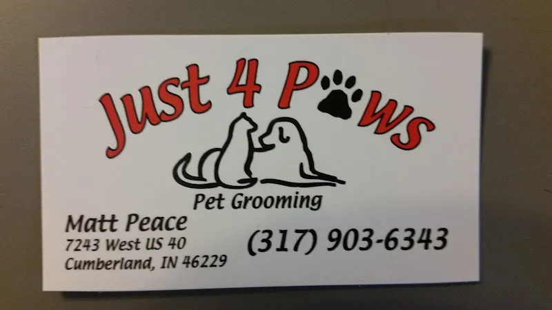 Just 4 Paws - Cat grooming in Cumberland